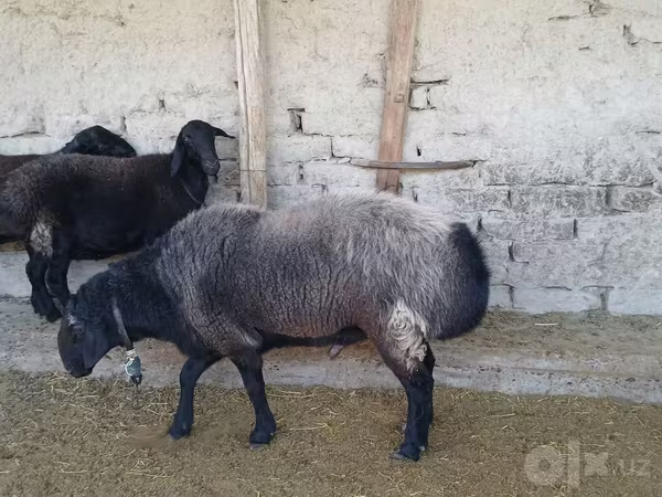 Baran, Edilbay sheep