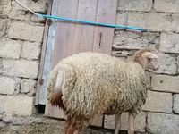 نعجة, الأغنام — الصورة 4