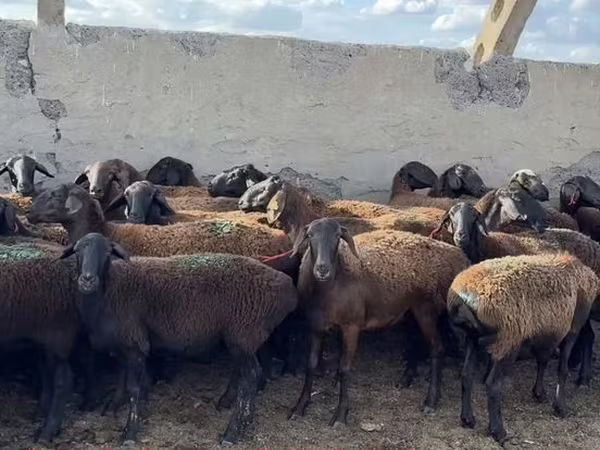 Qoç, Qoyunlar