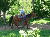 حصان, Standardbred — الصورة 7