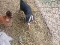 Kozel, Nubian Goat — foto 3