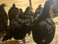 Australian Pit Game fowl — photo 5