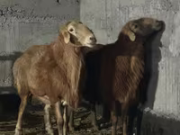 Widder, Edilbay sheep — Foto 3
