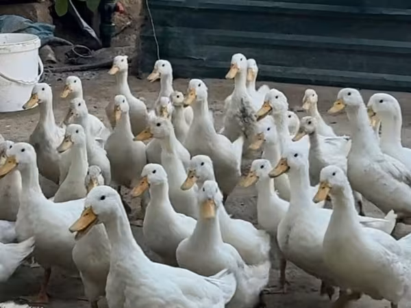 German Pekin — Azerbaijan