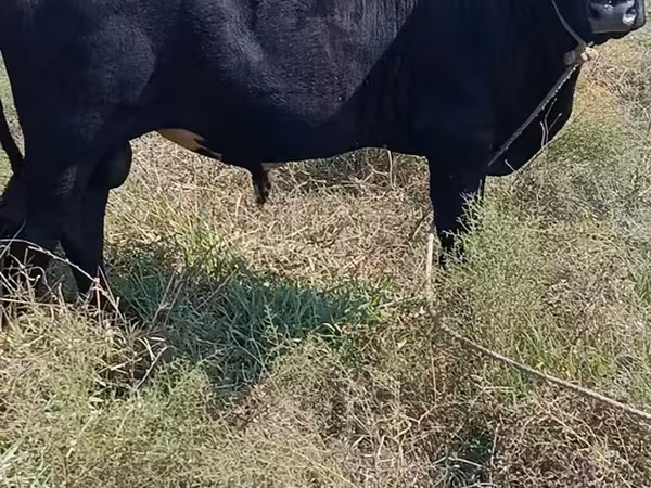 Toro, Aberdeen-Angus