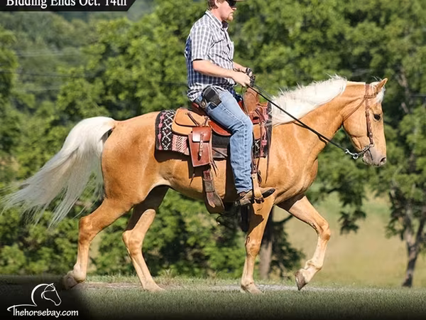At, Palomino