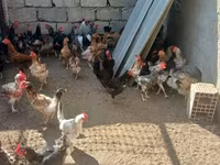Chickens — Foto 2