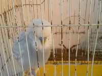 Iki qus (erkek disi) bir boyuk qefes icinde yemi qabi su qabi — Foto 5