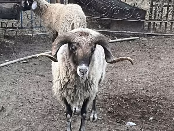 Qoç, Qoyunlar