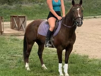 Stute, Quarter Horse — Foto 3
