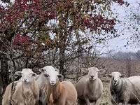 Qoç, Katum sheep — foto 7