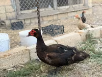 Domestic Muscovy — photo 7