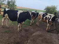 सांड, Russian Black pied cattle — फ़ोटो 6