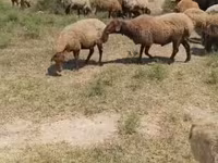 Sheep, Sheep — photo 5