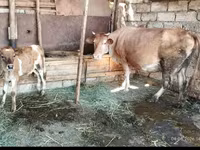 Cow, Cattle — photo 3