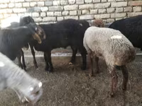 Carnero, Ovejas — foto 6