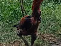 Chickens — photo 1