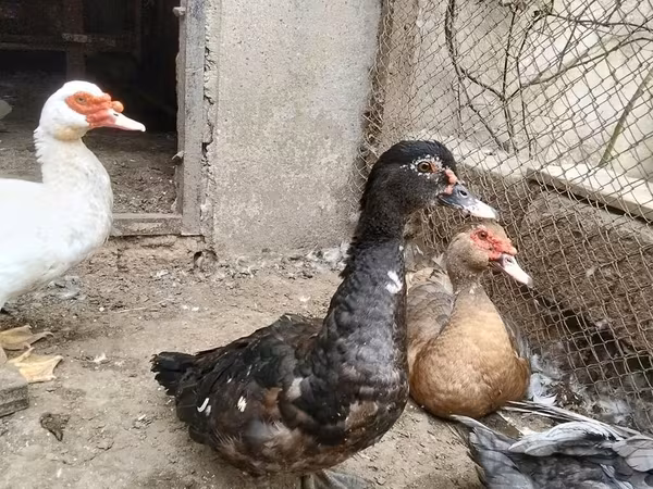 Domestic Muscovy