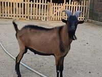 Keçi, Alpine goat — foto 2