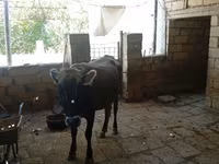 İnək, Azərbaycan zebu — foto 3