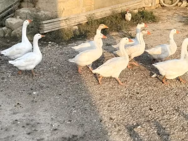 Geese — Azərbaycan
