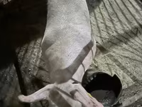 Knur, Świnie — zdjęcie 1