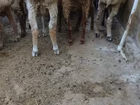 Sheep (batch, sex not specified), Sheep — photo 2