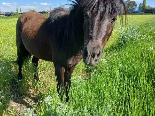 Caballo, American shetland pony