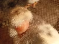 Chickens — Foto 4