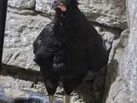 Chickens — photo 5