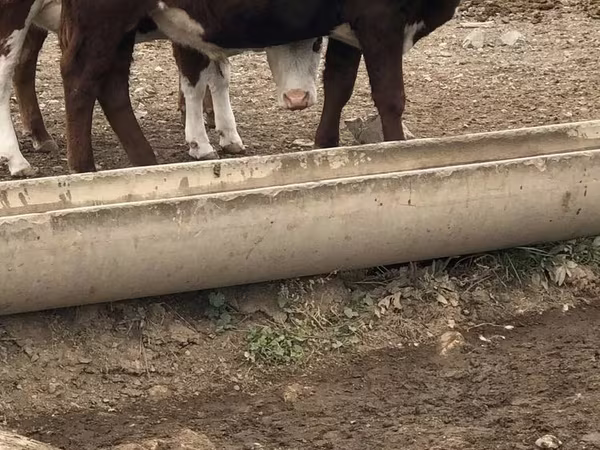 Buğa, Herefod