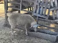 Ovce, Beltex sheep — foto 1