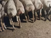 Sheep, Sheep — photo 1