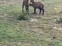 Ovce, Cameroon sheep — foto 1