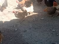 Chickens — foto 2