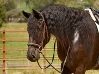 At, Friesian — foto 8
