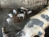 Säue, Schweine — Foto 1