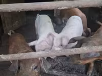 Sow, Pigs — photo 1
