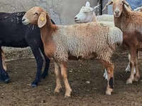 Qoyun, Arashan sheep — foto 6