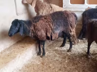 Widder, Jaidara sheep — Foto 1