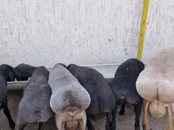 كبش, Arashan sheep