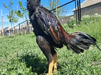 Chickens — Foto 6