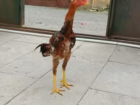 Chickens — الصورة 1
