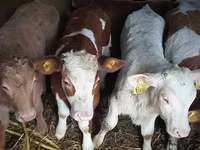 Buğa, Russian Black pied cattle — foto 3