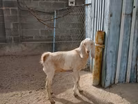 عنزة, Kamori goats — الصورة 2