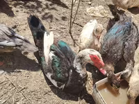 Domestic Muscovy — photo 1