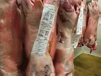 كبش, Beltex sheep — الصورة 4