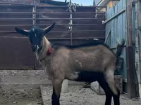 Goats (batch, sex not specified), Goats — photo 1