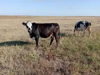 Krowa, Simmental cattle — zdjęcie 3