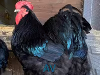Brahma — foto 1